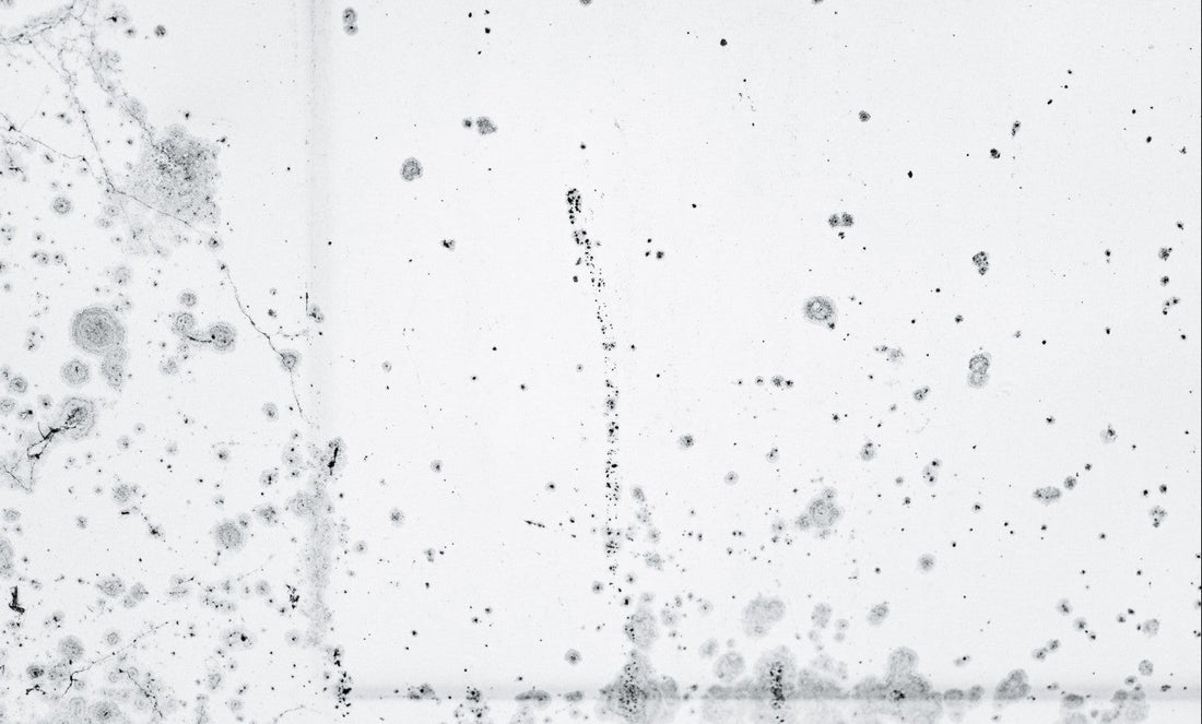 Close-up of mold stains on a surface, a common environmental trigger for eczema flares in sensitive skin