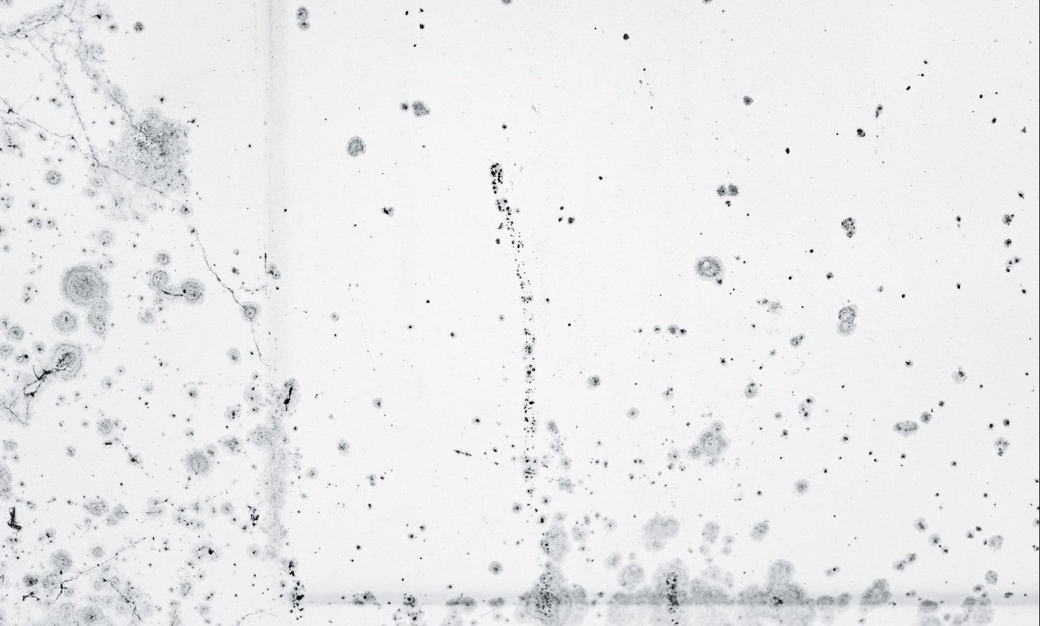 Close-up of mold stains on a surface, a common environmental trigger for eczema flares in sensitive skin