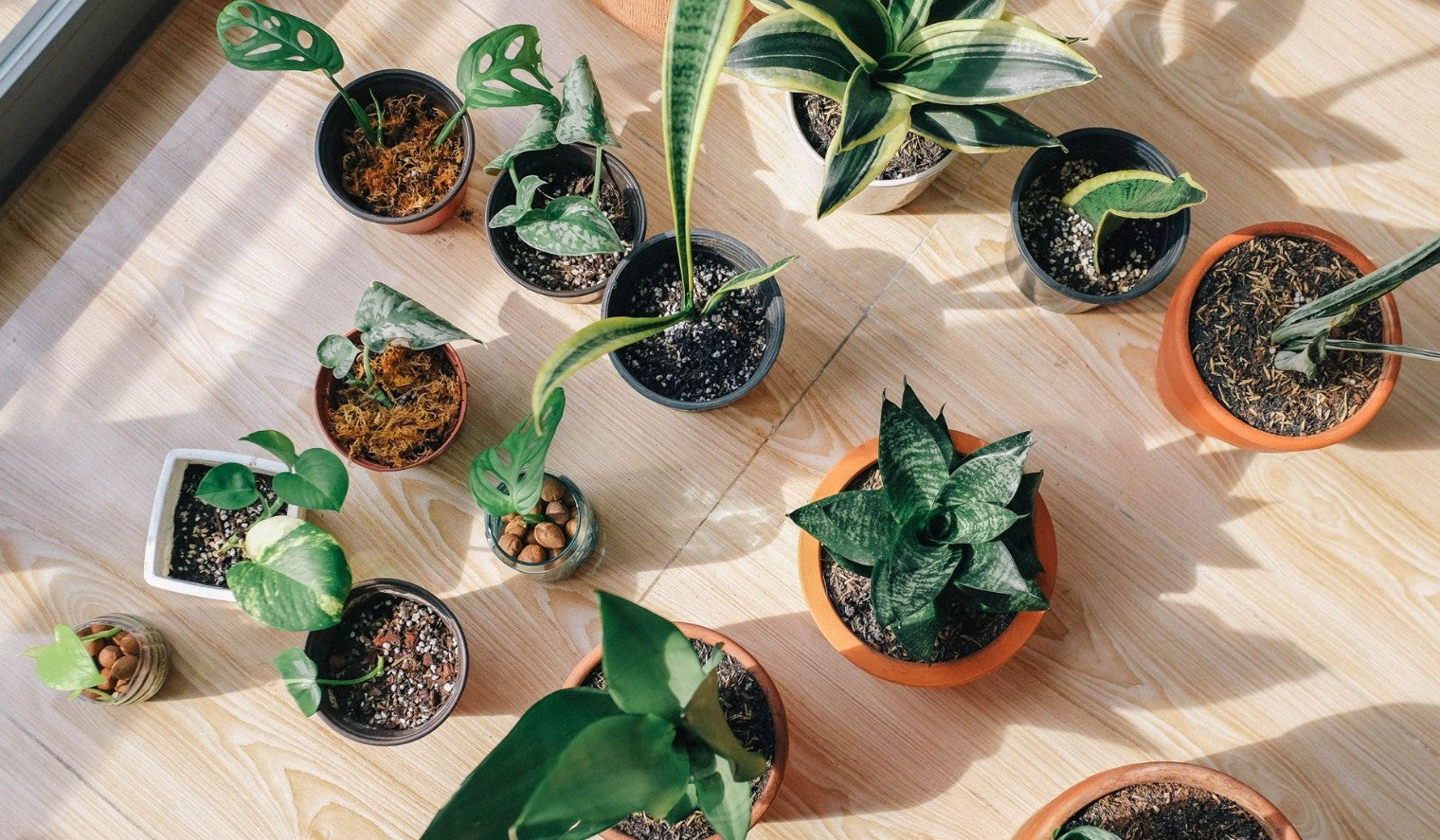Variety of green leafed houseplants — hypochlorous acid is safe for plants at the right concentration